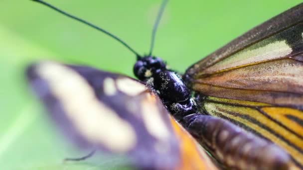 Gros Plan Beau Papillon Blanc Dans Jardin — Video