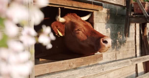 Krowa Gospodarstwie — Wideo stockowe