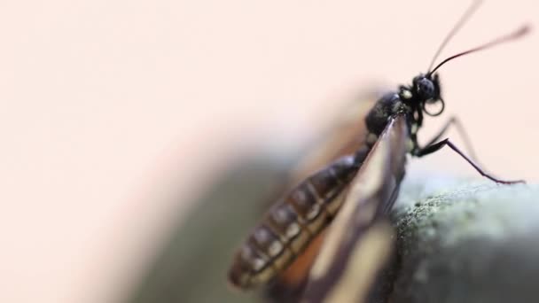 Gros Plan Sur Les Insectes — Video