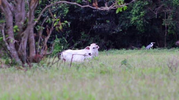 Primer Plano Perro Blanco Paseando Por Bosque — Vídeo de stock