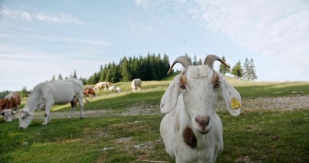 Vacas Que Pastam Pasto Uma Fazenda — Vídeo de Stock