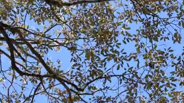 Feuilles Vertes Sur Arbre — Video