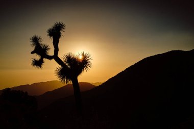 A scenic view of the Joshua Tree National Park during sunset. California USA clipart