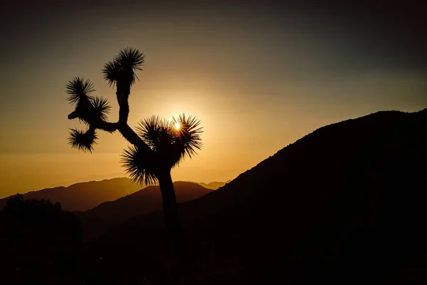 Una Vista Panoramica Del Parco Nazionale Joshua Tree Durante Tramonto — Foto Stock