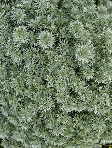 A vertical shot of green artemisia plants in a garden