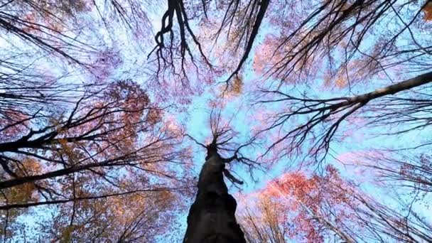 Bela Floresta Outono Com Folhas Coloridas Douradas Brilhantes — Vídeo de Stock
