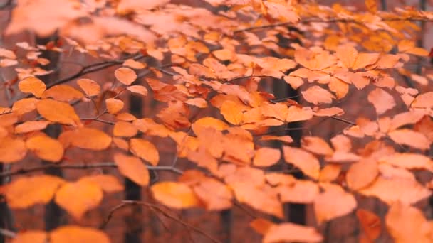美丽的秋天森林 绿叶金碧辉煌 — 图库视频影像