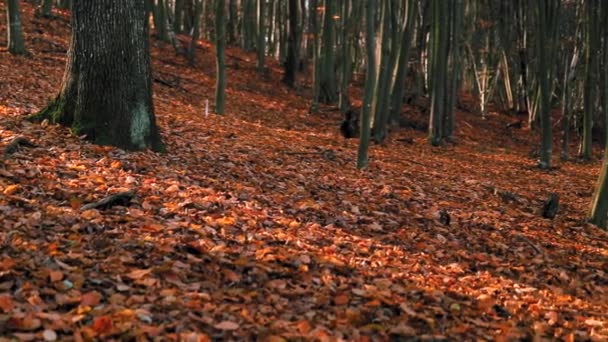 Bela Floresta Outono Com Folhas Coloridas Douradas Brilhantes — Vídeo de Stock