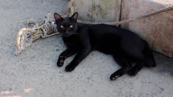 Czarny Kot Ulicy — Wideo stockowe