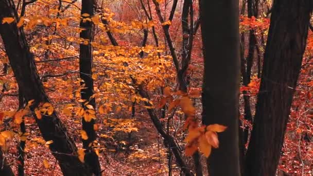 Hermoso Bosque Otoño Con Hojas Doradas Brillantes Colores — Vídeos de Stock