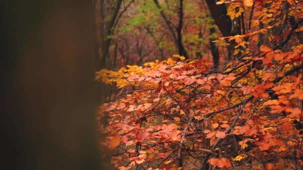 Осенние Листья Лесу — стоковое видео