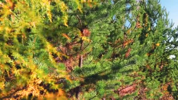 秋の森の背景 松の木に雪 美しい景色だ オレンジ 自然なテクスチャー — ストック動画