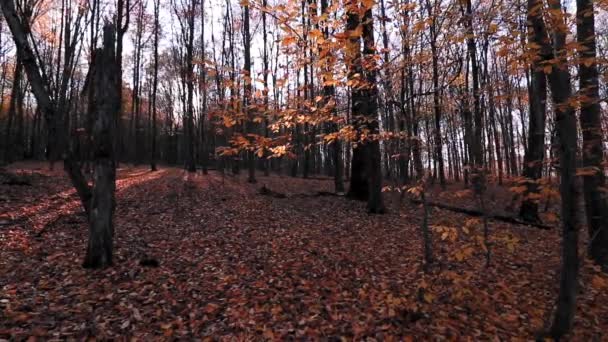 Güzel Sonbahar Ormanı Altın Parlak Renkli Yapraklarla — Stok video