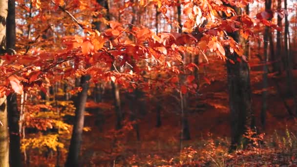 Vacker Höstskog Med Gyllene Och Ljusa Färgglada Blad — Stockvideo