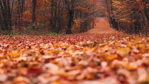 Vacker Höstskog Med Gyllene Och Ljusa Färgglada Blad — Stockvideo