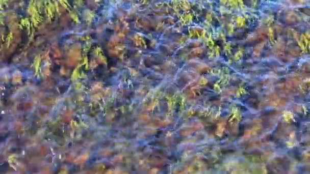 白い斑点のある池や青い空の質感を背景に美しい植物のグループが — ストック動画