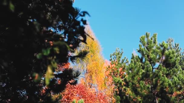 Krásný Podzimní Les Zlatými Pestrobarevnými Listy — Stock video