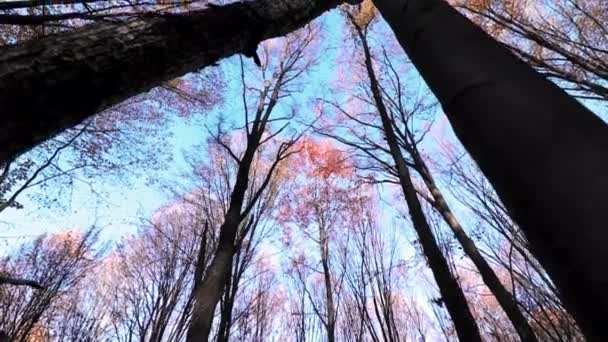 Belle Forêt Automne Avec Des Feuilles Dorées Lumineuses Colorées — Video