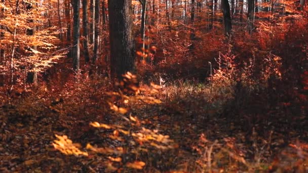 Hermoso Bosque Otoño Con Hojas Doradas Brillantes Colores — Vídeos de Stock