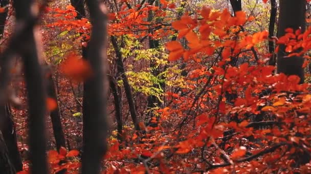 Осенние Листья Осенняя Листва — стоковое видео