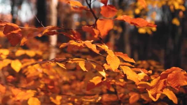美丽的秋天森林 绿叶金碧辉煌 — 图库视频影像