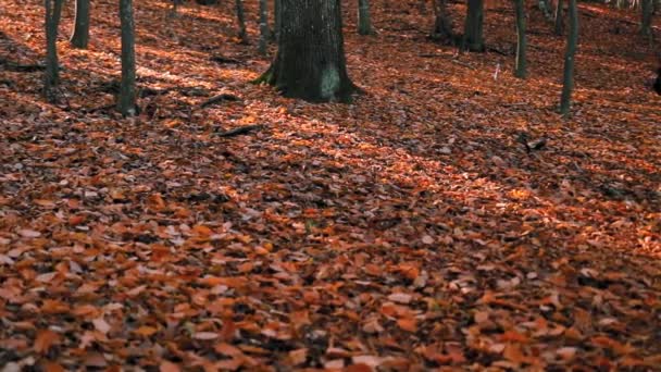 Güzel Sonbahar Ormanı Altın Parlak Renkli Yapraklarla — Stok video