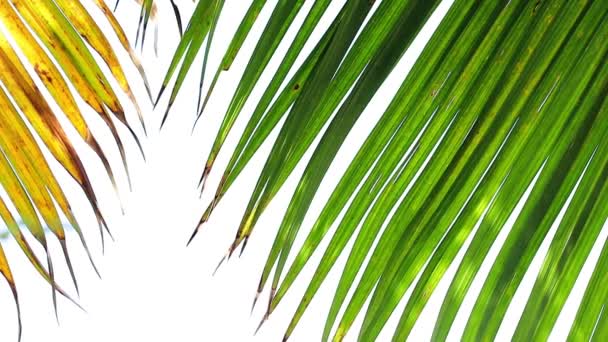 Palmblätter Auf Weißem Hintergrund — Stockvideo