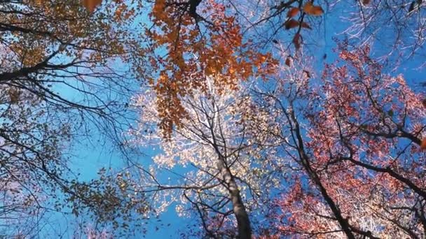 Beautiful Autumn Forest Golden Bright Colorful Leaves — Stock Video