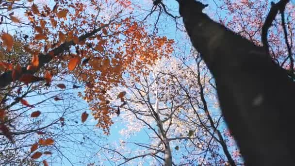 Красивый Осенний Лес Золотыми Яркими Красочными Листьями — стоковое видео