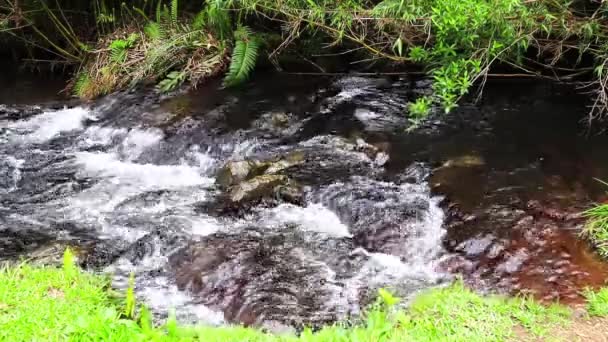 Prachtige Bergbeek Met Stromend Water Groene Vegetatie — Stockvideo