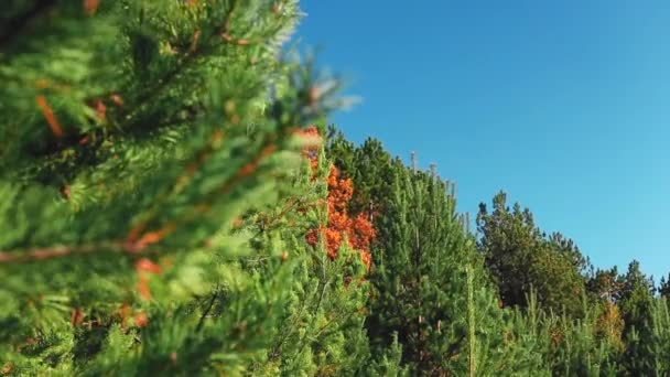 Höst Skog Natur Flora Och Miljö — Stockvideo