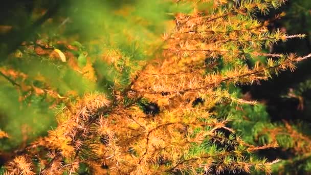 Natur Szenische Ansicht Herbst Bäume — Stockvideo