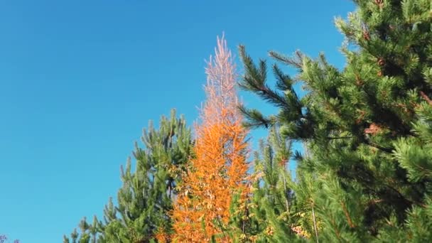 Natur Vacker Utsikt Höst Träd — Stockvideo
