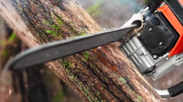 木片を削りながら電動木片チェーンソーで木を切る作業者 — ストック動画