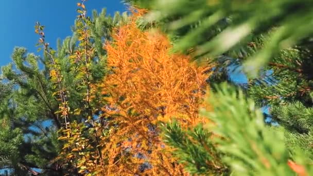 Natur Szenische Ansicht Herbst Bäume — Stockvideo