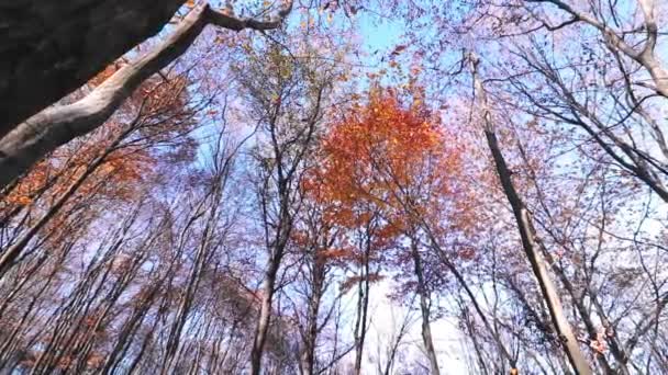 Belle Forêt Automne Avec Des Feuilles Dorées Lumineuses Colorées — Video