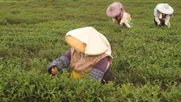 Shot Organically Grown Tea Leaves Process Hand Picking Them Old — Stock Video