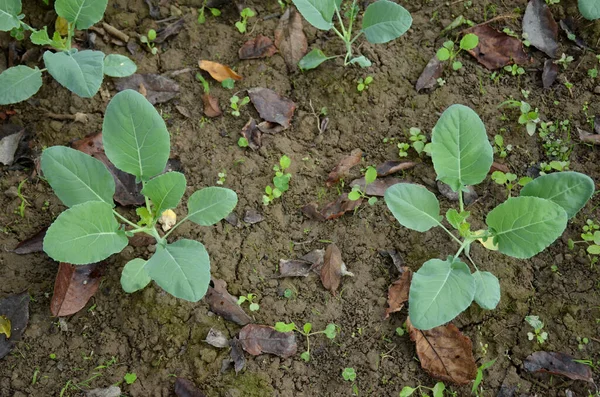 Pequeñas Plántulas Col Verde Madura Jardín — Foto de Stock