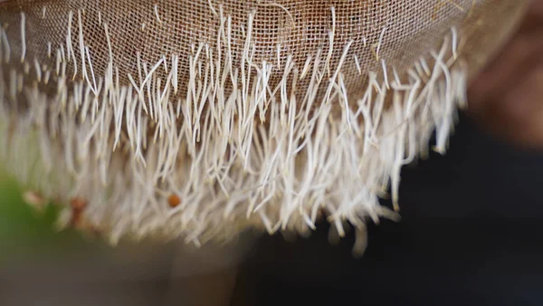 Fresh Chickpea Sprouts Fell Out Colander — Stock Photo, Image