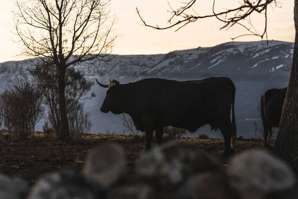 Plano Superficial Una Vaca Negra Una Granja — Foto de Stock