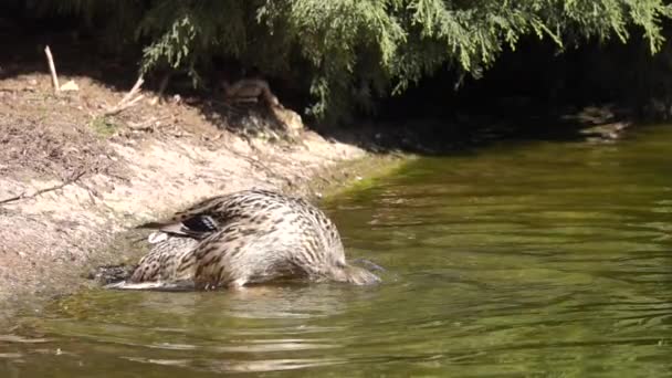 Bebek Hitam Dalam Air — Stok Video
