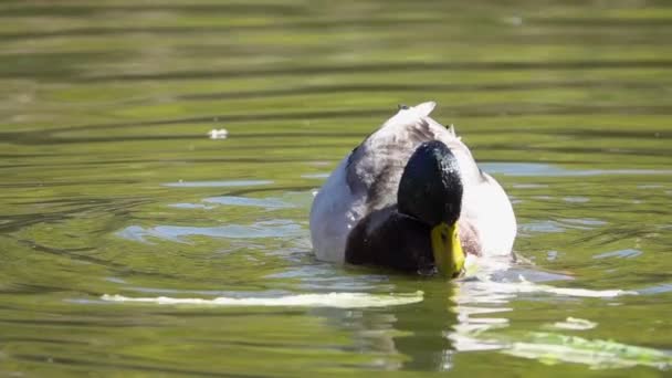 Patos Negros Água — Vídeo de Stock