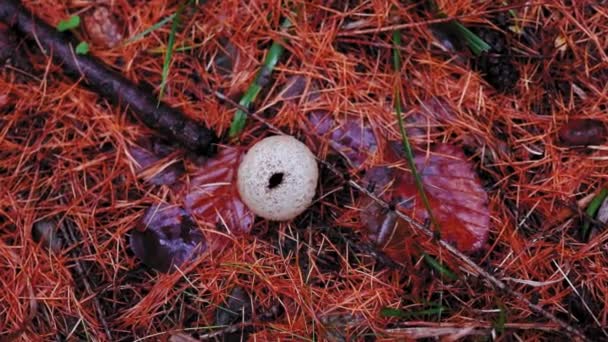 Gros Plan Champignon Sur Moignon — Video