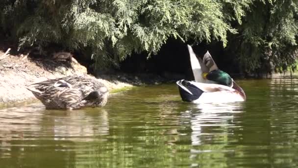 Schwarze Enten Wasser — Stockvideo