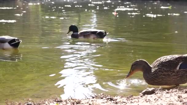 Patos Negros Água — Vídeo de Stock