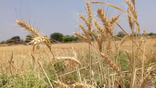 田舎の麦畑 — ストック動画