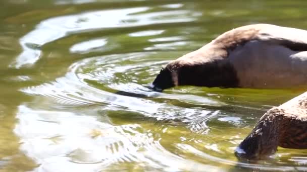 Patos Negros Agua — Vídeo de stock