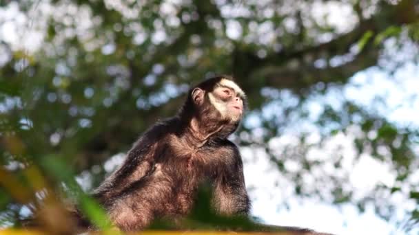 Gros Plan Singe Araignée Poilu Affamé Assis Sur Une Branche — Video