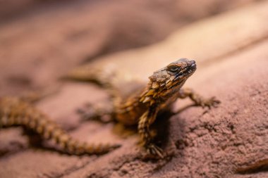 A selective focus shot of armadillo girdled lizard clipart