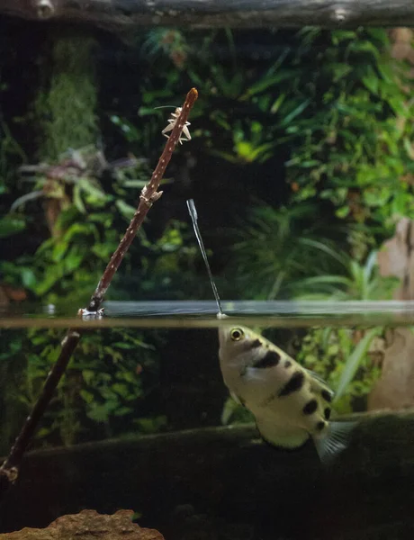 A vertical shot of an archerfish shooting a water stream at an insect